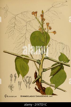 Amerikanisch, medizinisch, Pflanzen, New York, Boericke & Tafel, c1887, Botanik, medizinisch, USA, Gymnocladus dioicus, medizinische Botanik, Eine botanische Illustration, die den Gymnocladus canadensis, allgemein bekannt als Kentucky Coffee Tree, zeigt. Das Bildmaterial enthält eine detaillierte Darstellung der Äste, Blätter und Blumen des Baums. Die Blätter sind zusammengesetzt, mit mehreren Flugblättern, die entlang eines zentralen Stiels angeordnet sind und einen lebhaften grünen Farbton aufweisen. Neue Knospen und zarte Blütenstrukturen werden hervorgehoben und betonen die Fortpflanzungseigenschaften des Baumes. Am unteren Rand der Abbildung befindet sich eine beschriftete Sekti Stockfoto