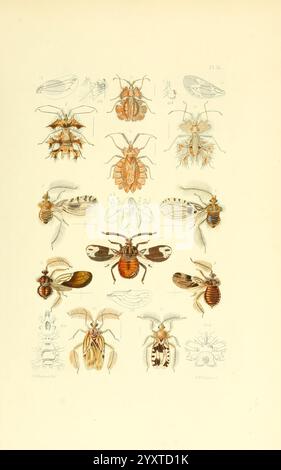 Thesaurus entomologicus Oxoniensis, Oxford, bei der Clarendon Press, 1874, Insekten, Identifizierung, Entomologie, Klassifizierung zeigt diese Abbildung eine Vielzahl von Insekten, die sorgfältig in einem strukturierten Layout angeordnet sind. Jedes Insekt ist mit einer bestimmten Nummer gekennzeichnet, die seine Besonderheiten und Details angibt. Die oberen Reihen zeigen verschiedene Arten, die möglicherweise verschiedene Arten von Blattläusen und Käfern darstellen, mit komplizierten Mustern an ihren Körpern und markanten Flügelstrukturen. Der mittlere Abschnitt hebt größere Insekten hervor, die bemerkenswerte Merkmale aufweisen, wie z. B. eine auffällige Färbung Stockfoto