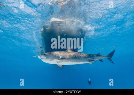 tigerhai, Galeocerdo cuvier, Schwimmen unter Tauchsafari, M/V Scherwasser, Grand Bahama, Bahamas, Atlantik Stockfoto