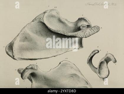 Transaktionen der Zoological Society of London, London, veröffentlicht für die Zoological Society of London von Academic Press, Zoology, zeigt die Illustration eine Reihe detaillierter anatomischer Skizzen von Ohrstrukturen, die verschiedene Perspektiven zeigen. Jede Komponente ist sorgfältig markiert, was einen klaren Bezug zu verschiedenen Teilen des Ohres wie dem äußeren Ohr und dem darunter liegenden Knorpel gibt. Die Texturen und Konturen werden präzise gerendert, was die Komplexität der Anatomie des Ohres unterstreicht. Dieses Lehrstück dient als Hilfsmittel zum Verständnis der komplizierten Morphologie des Ohrstrus Stockfoto