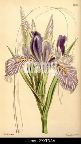 Curtis's Botanical Magazine, London, New York, botanische Illustration, Botanik, Zeitschriften, Bildwerke, Pflanzen-Zierwerke, Curtis, Eine botanische Illustration, die eine Gruppe eleganter Irisblumen zeigt. Die Blüten weisen zarte Blütenblätter auf, die mit komplizierten Mustern und auffälligen Farben in Lila, weiß und Gelb verziert sind. Lange, dünne grüne Blätter steigen anmutig aus der Basis und ergänzen die Blütenform. Die Gesamtkomposition hebt die natürliche Schönheit und Komplexität der Iris hervor und unterstreicht ihre ornamentale und biologische Bedeutung. Stockfoto