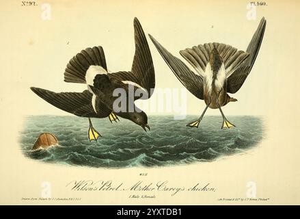 The Birds of America New York J.B. Chevalier 1840-1844 Birds North America John James Audubon Pictorial Works Oceanites oceanicus Wilson's Storm Petrel, das Kunstwerk zeigt zwei Swifts in der Mitte des Fluges, aufgenommen in einer dynamischen Pose. Die Vögel weisen besondere Merkmale auf, wie lange Körper, spitz zulaufende Flügel und ein leicht gespaltener Schwanz, was ihre Beweglichkeit in der Luft unterstreicht. Der eine SWIFT wird mit weit geöffnetem Schnabel gezeigt, möglicherweise in einem Ruf- oder Fütterungsmanöver, während der andere in einem anmutigen Gleiten zu sein scheint. Über ihnen sorgt eine dunkle Wolkenbildung für Tiefe und deutet auf einen bewölkten Himmel hin Stockfoto