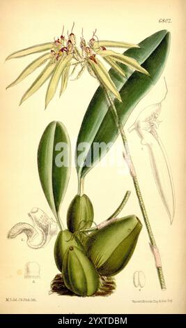 Curtis's Botanical Magazine London New York Botanical Illustration Botany Periodicals Pictorial Works Plants Ornamental Curtis, Eine zarte botanische Illustration, die eine elegante Orchideenart zeigt, mit langen, schlanken grünen Blättern, die anmutig von einem zentralen Stamm gewölbt werden. Die markanten Blüten zeigen komplexe Blütenblätter in einer Kombination aus sanften Gelbtönen und dezenten Grüntönen, die durch violette Markierungen hervorgehoben werden, die Tiefe und Interesse verleihen. Neben der Blume enthält die Zusammensetzung Details des Schoten- und Wurzelsystems der Pflanze, die ihre natürliche Schönheit und die Komplexität ihrer Struktur betonen. Dies Stockfoto