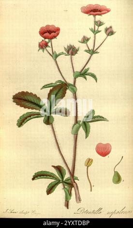 Exotische Flora, Edinburgh, gedruckt für W. Blackwood, 1823-27, 19. Jahrhundert, Botanik, Stiche, exotische Pflanzen, Großbritannien, Kräuter, Bildwerke, Plaatwerke, plantkunde, Pflanzen, Pflanzen kultiviert, Schottland, Eine botanische Illustration zeigt eine detaillierte Darstellung der Potentilla nepalensis Pflanze, die ihre zarten Blüten mit weichen roten Blüten und markanten grünen Blättern zeigt. Die Abbildung zeigt markierte Teile der Pflanze, z. B. die Blütenköpfe, Knospen und die dazugehörigen Samenstrukturen, die ihre botanischen Eigenschaften hervorheben. Die Gesamtkomposition betont die Eleganz o Stockfoto