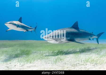 tigerhai, Galeocerdo cuvier und Karibischer Riffhai, Carcharhinus perezi, über Schildkrötengras, Thalassia testudinum, Grand Bahama, Bahamas, Atlantik Stockfoto