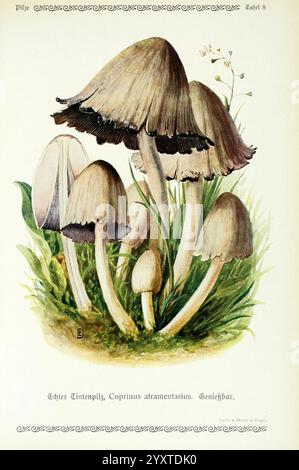 Pilze der Heimat Leipzig, Quelle und Meyer, 1913, Agaricaceae, Pilze, Deutschland, Mykologie, Pilze, Pilze, Emil Doerstling, Common Inkcap, Inky Cap, Coprinus Atramentarius, Coprinopsis Atramentaria, diese Abbildung zeigt eine Gruppe von Coprinus atramentarius Pilzen, allgemein bekannt als Inky Cap. Die charakteristischen Eigenschaften der Pilze werden hervorgehoben, indem sie ihre hohen, schlanken Stiele und einzigartig geformten Kappen mit charakteristischem dunklen Rand hervorheben. Um die Pilze herum ist ein üppiges grünes Gras, das die natürliche Umgebung verbessert. Eine zarte Blume kann im Rücken gesehen werden Stockfoto