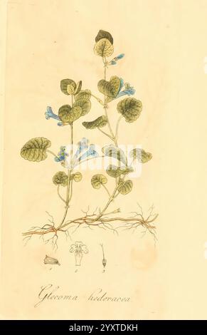 Flora medica, oder, Abbildung der wichtigsten officinellen Pflanzen Jena, August Schmid, 1831 [d. h. 1829-1831] Heilpflanzen der New York Botanical Garden Pictorial Works, Eine botanische Illustration, die die Pflanze Glechoma hederacea, allgemein bekannt als gemahlener Efeu, darstellt. Das Kunstwerk zeigt die charakteristischen Blätter der Pflanze, die rund mit gezackten Kanten sind, und Gruppen kleiner, röhrenförmiger blauer Blüten, die im Laub deutlich blühen. Die Abbildung enthält auch eine detaillierte Darstellung des Wurzelsystems und einige zusätzliche Skizzen, die die Struktur der Blüten und l hervorheben Stockfoto