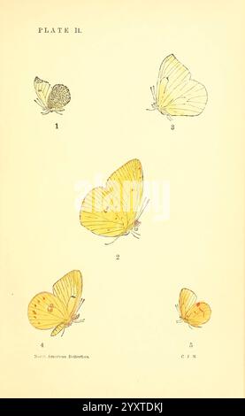 Ein Handbuch mit North American Butterflies Boston de Wolfe Fiske & Co. 1891 Butterflies North America, Eine detaillierte Illustration, die eine Sammlung von North American Butterflies zeigt. Die Zusammensetzung umfasst fünf verschiedene Proben, die jeweils sorgfältig mit Nummern zur Identifizierung gekennzeichnet sind. Die Schmetterlinge sind in verschiedenen Richtungen dargestellt, die ihre einzigartigen Flügelformen und komplizierten Muster hervorheben. Exemplar 1 scheint eine kleine, runde Silhouette zu sein, während Exemplar 2 mit seinen leuchtend gelben Flügeln, die mit dezenten roten Akzenten verziert sind, deutlich zu erkennen ist. Probe 3 wird in einem schonenden po positioniert Stockfoto