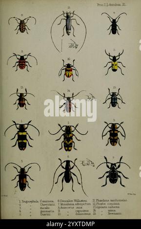 Proceedings of the Zoological Society of London, 1856 London, Academic Press, 1833-1965 London Periodicals Zoology London, diese Illustration zeigt eine Sammlung verschiedener Käfer-Arten, die alle sorgfältig mit entsprechenden Nummern und Namen gekennzeichnet sind. Die Arten werden in einer systematischen Anordnung dargestellt, wobei ihre unterschiedlichen physikalischen Eigenschaften, Farben und Muster hervorgehoben werden. Die Vielfalt der Formen und Markierungen veranschaulicht die Komplexität der Käferfamilie, während Beschriftungen neben ihren jeweiligen Nummern wissenschaftliche Namen enthalten. Diese Bilddarstellung unterstreicht die s Stockfoto