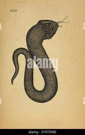 Icones amphibiorum, Hafniae, C. Steen, 1835 Amphibien, Reptilien, Bildwerke, eine komplizierte Illustration einer Schlange, gekennzeichnet durch ihre langgezogene und gewundene Form. Die Kreatur verfügt über einen detaillierten Kopf mit markanten Augen und markanten Markierungen, die auf einzigartige Skalenmuster hinweisen. Der Körper ist elegant gewickelt und weist eine Textur auf, die ein netzähnliches Aussehen nachahmt und seine geschwungene Anmut noch weiter betont. Feine Linien unterstreichen die Details der Schlange, halten die Essenz ihrer räuberischen Natur fest und erwecken gleichzeitig ein Gefühl von Mysterium. Die Gesamtkomposition ist sowohl künstlerisch als auch Stockfoto