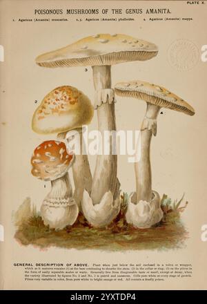 Pilze of America, Boston, L. Prang & Co. [1885], Pilze, Kochen, Pilze, Woods Hole, diese Abbildung zeigt verschiedene Arten giftiger Pilze der Gattung Amanita. Die Anordnung besteht aus drei unterschiedlichen Typen, die jeweils zur Identifizierung gekennzeichnet sind Stockfoto