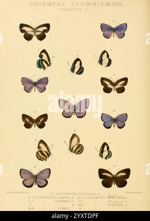 Rhopalocera, Exotica, London, Gurney, Jackson, 1887-1902, Schmetterling, Horace Knight, Eine umfassende Untersuchung verschiedener Arten innerhalb der Familie Lycaenidae, speziell mit Schwerpunkt auf der Gattung Thysania. Das Arrangement zeigt eine Reihe von Schmetterlingsillustrationen, die die Vielfalt der Flügelmuster und -Farben verdeutlichen. Jede Probe ist nummeriert und mit ihrem wissenschaftlichen Namen versehen, um eine einfache Identifizierung zu ermöglichen. Das Display hebt verschiedene Variationen hervor, wie z. B. Unterschiede in Größe, Form und Farbe, und unterstreicht die Schönheit und Komplexität dieser Insekten. Diese Kompilierung Stockfoto