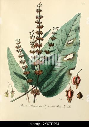 Icones florae Germanicae et Helveticae, Simul Pedemontanae, Tirolensis, Istriacae, Dalmaticae, Austriacae, Hungaricae, Transylvanicae, Moravicae, Borussicae, Holsaticae, Belgicae, Hollandicae, ergo Mediae Europae. Lipsiae, F. Hofmeister 1834-1912. [v. 1, 1850], Europa, Bildwerke, Pflanzen, die Abbildung zeigt eine botanische Untersuchung einer nicht näher bezeichneten Pflanzenart, die sich durch ihre langen, breiten Blätter mit bemerkenswerten Perforationen auszeichnet. In der Mitte ist eine vertikale Gruppe kleiner röhrenförmiger Blüten dargestellt, die zarte Details wie die Blütenblattform und -Anordnung zeigt. Unter dem flo Stockfoto