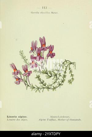 Alpen-Flora, Heidelberg, C. Winter, 1906. Alpen, Bergpflanzen, Bildwerke. Die Illustration zeigt die Linaria alpina, bekannt als Alpenröte oder Mutter der Tausenden. Es sind zarte Gruppen kleiner, violetter Blüten abgebildet, von denen jede mit komplizierten Details ihre einzigartige Form unterstreicht. Die schlanken grünen Stiele sind anmutig gebogen und verdreht, verziert mit fein strukturierten Blättern, die die leuchtenden Blüten ergänzen. Die Hintergrundelemente sind subtil, sodass der Fokus auf die atemberaubende Blumenanordnung bleibt, die auf den bergigen Lebensraum hinweist. Der Name und verschiedene Übersetzungen weiter Stockfoto