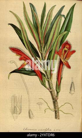 Flore, des, serres, et, des, jardins, DE, l', Europa, A, Gand, chez, Louis, van, Houtte, editeur, 1845, 1880., die Illustration zeigt die exotische Pflanze Columnea crassifolia mit ihren markanten roten röhrenförmigen Blüten, die zwischen leuchtend grünen Blättern blühen. Die Pflanze wird mit einer detaillierten Ansicht ihrer Blätter dargestellt, die lang und lanzettartig sind und eine reiche Textur aufweisen. Neben dem Blumendesign gibt es zusätzliche Skizzen, die verschiedene Entwicklungsstadien der Blume hervorheben, einschließlich der komplizierten Struktur der Blume selbst und ihrer einzigartigen Fortpflanzungsteile. Dieser botan Stockfoto