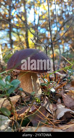 Boletuspilz im Herbstwald Stockfoto