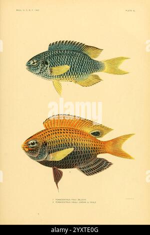 Die Fische von Samoa Washington, Regierungsabdruck, 1906, Fische, Ozeanien, samoanische Inseln, Pomacentrus pavo, Pomacentrus vaiuli, die Abbildung zeigt zwei unterschiedliche Fischarten, beide in einem Seitenprofil zur besseren Darstellung. Der obere Fisch weist eine auffällige blau-schwarze Färbung auf, die sich durch zarte Skalen und einen langen Körper mit Flossen auszeichnet, die etwas durchscheinend wirken. Der untere Fisch weist einen warmen orange-gelben Verlauf auf, der durch komplizierte Muster an Körper und Schwanz hervorgehoben wird. Jede Probe ist mit ihrem wissenschaftlichen Namen und ihrer Klassifizierung gekennzeichnet, wobei der hervorgehoben wird Stockfoto