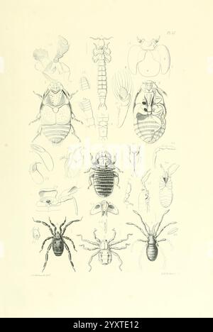 Thesaurus entomologicus Oxoniensis, Oxford, bei der Clarendon Press, 1874, Insekten, Identifizierung, Entomologie, Klassifizierung, eine komplizierte Illustration, die eine Vielzahl von Insekten und Arachniden zeigt, systematisch für wissenschaftliche Studien organisiert. Die Zusammensetzung enthält detaillierte anatomische Darstellungen, darunter Käfer, Läuse und verschiedene mikroskopische Organismen, die jeweils zur Identifizierung gekennzeichnet sind. Die sorgfältige Linienarbeit unterstreicht die einzigartigen strukturellen Eigenschaften jedes Exemplars und ist somit eine wertvolle Ressource für Entomologen und Biologen. Das Layout bietet einen klaren Vergleich von Stockfoto