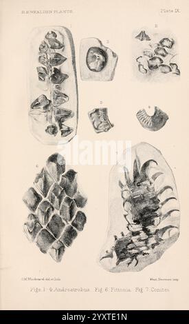 Katalog der mesozoischen Pflanzen im Department of Geology, British Museum (Natural History). London, Treuhänder der B.. M, 1894-1915, Kataloge, Abteilung Geologie, England, London, Mesozoikum, Paläobotanik, Gertrude Mary Woodward, Frauen in der Wissenschaft, Gertrude Mary Woodward, 1, 1, diese Illustration zeigt verschiedene detaillierte botanische Exemplare, die sich speziell auf verschiedene Arten von Androstrobus, Fittonia und Korniten konzentrieren. Jede Probe ist als Referenz nummeriert, wobei ihre einzigartigen Strukturen und Merkmale hervorgehoben werden. Die komplizierten Linien und Schattierungen unterstreichen die strukturellen Unterschiede zwischen den Exemplaren Stockfoto