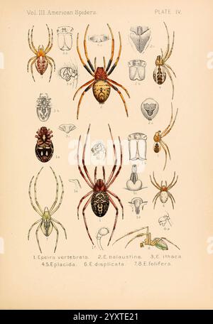 Amerikaner, Spinnen und, ihre, sich drehenden, Work, V.3, Academy, of, Natural, sciences, of, Philadelphia, 1889-93, Spinnen, vereinigte staaten, Arachniden, Arthropoden, Arthropoden, Seite, Schrecken, halloween, diese Illustration zeigt eine Sammlung amerikanischer Spinnenarten, die systematisch für Bildungszwecke angeordnet sind. Jedes Kreuzstück ist mit einer entsprechenden Zahl gekennzeichnet, die seine Klassifizierung angibt. Die Darstellung umfasst verschiedene anatomische Merkmale wie Muster und Farben sowie detaillierte Darstellungen der Spinnen in verschiedenen Haltungen. Die Spinnen sind mit Diagrammen det beschriftet Stockfoto