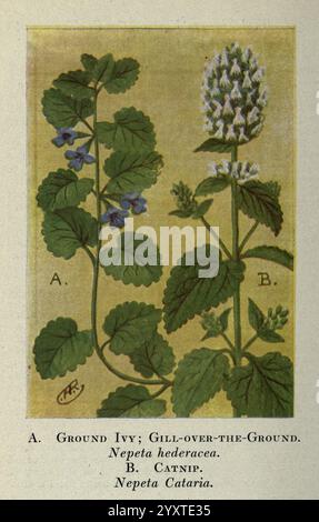 Wild Flowers East of the Rockies, New York, 1910 Wildflowers in den Vereinigten Staaten zeigt die Abbildung zwei verschiedene Pflanzen, die als A und B identifiziert werden Stockfoto