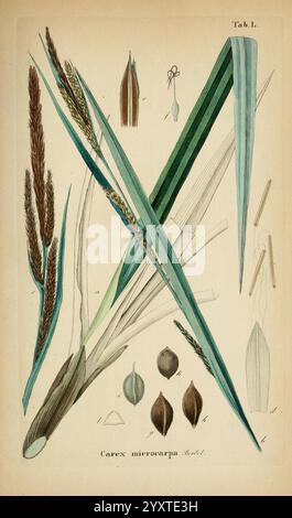 Supplemente zu Schkuhr's Riedgräsern (Carices), Leipzig, E. Fleischer, 1840-50, Carex, Cyperaceae, eine illustrierte botanische Studie mit der Pflanzenart Carex microcarpa. Die Komposition enthält detaillierte Darstellungen des Laubs der Pflanze, die längliche grüne Blätter zeigen, die sich bis zu einem Punkt verjüngen. Verschiedene Pflanzenteile, wie Blütenstände und eine Reihe von Samen- und Fruchtformen, werden neben gekennzeichneten Variationen dargestellt. In der Abbildung werden die komplexen Texturen und Formen verschiedener Komponenten hervorgehoben und eine visuelle Referenz für die Identifizierung und Untersuchung bereitgestellt. Stockfoto