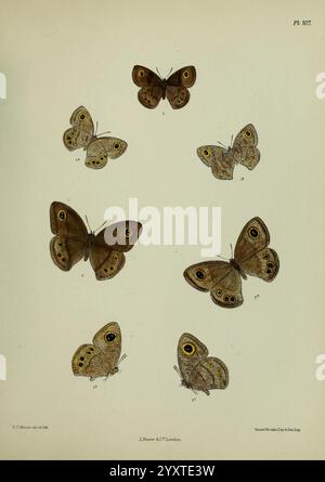 Lepidoptera indica, London, 1890-1913, Indien, Lepidoptera, Frederic C Moore, diese Illustration zeigt eine Auswahl von Schmetterlingen, die ihre komplizierten Muster und Farben hervorheben. Das Arrangement umfasst mehrere Arten, die jeweils einzigartige Markierungen, Augenflecken und Flügelformen aufweisen. Die Schmetterlinge sind in verschiedenen Richtungen dargestellt und zeigen ihre anmutigen Formen und zarten Merkmale. Das Vorhandensein von größeren und kleineren Exemplaren ermöglicht eine vergleichende Betrachtung, die die Vielfalt innerhalb dieser Insektengruppe unterstreicht. Die komplizierten Details und Strukturen jedes Schmetterlings sorgen für einen wertvollen Beitrag Stockfoto