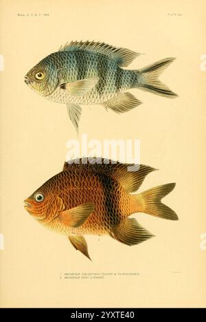 Die, Fische, von, Samoa, Washington, Regierung, Druck, aus, 1906, Fische, Ozeanien, Samoan, Inseln, Abudefduf, sexfasciatus, Plectroglyphidodon, Dickii, diese Abbildung zeigt zwei unterschiedliche Fischarten. Der obere Fisch zeigt eine silbrig-blaue Färbung mit einem stromlinienförmigen Körper und komplizierten Schuppenmustern, während der untere Fisch einen lebhaften rötlich-braunen Farbton aufweist, der sich durch seine robustere Form und markante Merkmale auszeichnet. Jeder Fisch ist akribisch detailliert und zeigt die einzigartigen anatomischen Strukturen, Flossenanordnungen und Texturen ihrer Skalen. Unter den Abbildungen sind die Etiketten p Stockfoto