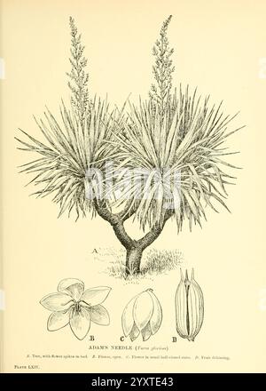 Bäume, Sträucher, Britische Inseln, London, Dent, 1909, Botanik, Großbritannien, Sträucher, Bäume, diese Illustration zeigt „Adams Nadel“ (Yucca gloriosa), eine auffällige Pflanze, die sich durch ihre langen, stacheligen Blätter auszeichnet, die von einer zentralen Rosette ausstrahlen und eine dramatische und architektonische Form schaffen. Die Pflanze hat zwei markante Blütenspitzen, die mit glockenförmigen weißen Blüten verziert sind, die einen zarten Kontrast zu ihrem robusten Laub bilden. Zur Hauptdarstellung gehören detaillierte Zeichnungen der Pflanzenbestandteile: Eine Nahaufnahme der Blume, der markanten Fruchtschoten und der Samen. Diese botanische Studie h Stockfoto