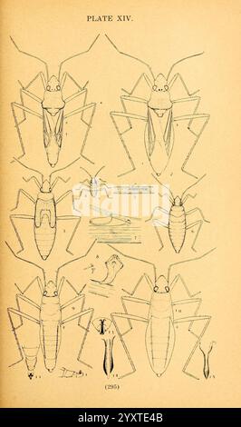 Die Biologie und Ökologie der aquatischen und halbaquatischen Hemiptera Lawrence, Kan, 1919 Hemiptera Aquatic Bugs, diese Illustration zeigt eine detaillierte Untersuchung verschiedener Insektenproben, die ihre anatomischen Strukturen und physischen Eigenschaften zeigen. Die Anordnung umfasst mehrere Ansichten der Insekten, wobei wichtige Merkmale wie Körperform, Flügelstrukturen und bestimmte Segmente der Anatomie hervorgehoben werden. Etiketten, Nummern und Bezugslinien sind vorhanden, um bestimmte Teile zu kennzeichnen und die Identifizierung zu erleichtern. Die Gesamtzusammensetzung dient als wissenschaftliche Referenz für die entomologische Forschung Stockfoto