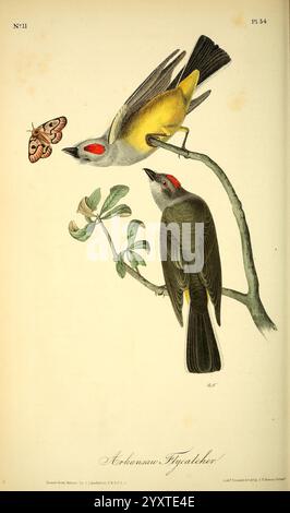 Die Birds of America New York J.B. Chevalier 1840-1844 Birds North America John James Audubon stellt Tyrannus verticalis dar. Die Abbildung zeigt zwei Vögel auf einem schlanken Zweig, der mit zarten grünen Blättern verziert ist. Der obere Vogel zeigt leuchtendes gelbes Gefieder mit auffälligen roten Markierungen in der Nähe seiner Augen, die durch seine lebhafte Präsenz Aufmerksamkeit erregt. Unten erscheint ein dunklerer Vogel in Grau- und Schwarztönen gedämpft, was einen schönen Kontrast zu seinem farbenfrohen Begleiter bildet. In der Nähe flattert ein Schmetterling mit komplizierten Mustern und verleiht der Szene einen Hauch von Laune. Die Kompositi Stockfoto