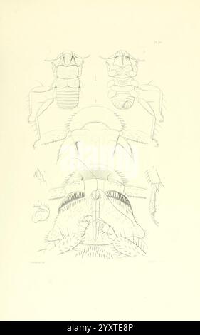 Thesaurus entomologicus Oxoniensis Oxford bei der Clarendon Press 1874 Insektenidentifikation Entomologie Klassifizierung zeigt die Illustration detaillierte anatomische Studien eines Insekts, die verschiedene Ansichten und Merkmale zeigen. Der obere Teil zeigt zwei Figuren des Insekts aus verschiedenen Blickwinkeln, die ihre physische Struktur betonen. Unten zeigt eine Nahaufnahme komplizierte Details des Kopfes, einschließlich Gesichtsstrukturen und sensorischen Anhängen. Verschiedene Beschriftungen und Beschriftungen weisen auf bestimmte Teile hin und geben Einblicke in die Anatomie und Morphologie dieser Insektenart, was dazu beiträgt Stockfoto