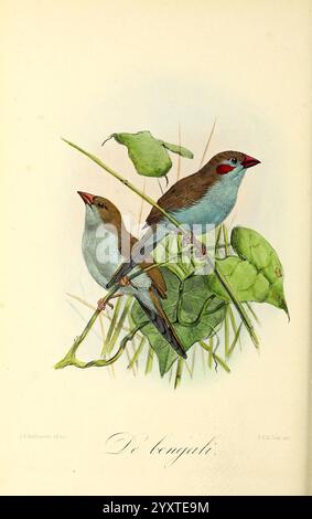 Onze vogels in huis en tuin Leyden P.W.M. Trap 1869-1876 Birds Netherlands Estrilda phoenicotis Uraeginthus bengalus John Gerrard Keulemans Ornithology John Gerrard Keulemans Netherlands zeigt die Illustration zwei lebendige Finken, die sich zwischen zartem Laub erheben. Ein Vogel mit einem warmen braunen Gefieder mit auffälligen roten Akzenten um Schnabel und Augen ist prominent positioniert, während der andere, ein eher gedämpftes Graubraun, mit einem sanften Ausdruck in der Nähe sitzt. Beide sind von üppig grünen Blättern umgeben, die eine harmonische Szene schaffen, die ihre natürliche Schönheit und die komplizierten Details unterstreicht Stockfoto