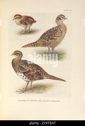 Eine Monografie der Fasane, London, England, veröffentlicht unter der Schirmherrschaft der New York Zoological Society von Witherby & Co, 1918-1922, Fasane, syrmaticus, ellioti, Syrmaticus, Reevesii, reeves Fasan, elliot Fasan, die Abbildung zeigt drei verschiedene Fasanarten, die akribisch detailliert sind, um ihr einzigartiges Gefieder und ihre Eigenschaften hervorzuheben. Im oberen Bereich zeigt ein junger Vogel weiche, erdige Töne mit subtilen Mustern, die auf sein junges Stadium hinweisen. Die beiden unten stehenden Phesanten weisen deutliche Unterschiede auf; einer zeichnet sich durch komplizierte Federmotive mit einer Mischung aus Braun aus Stockfoto