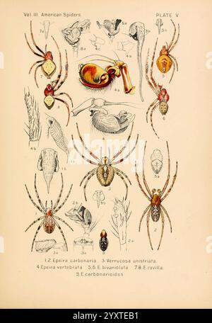 Amerikaner, Spinnen und, ihre, sich drehenden, arbeiten. V.3, Akademie, of, Naturwissenschaften, of, Philadelphia, 1889-93, Spiders, United, Staaten, Arachnid, Arthropod, PAGE, Angst, Halloween zeigt diese Illustration verschiedene Arten amerikanischer Spinnen, die akribisch beschriftet und für Bildungszwecke kategorisiert sind. Jedes Exemplar wird mit seinen einzigartigen Merkmalen dargestellt, die Details wie Körperstruktur, Beinkonfiguration und charakteristische Markierungen zeigen. Zu den Figuren gehören die Epira carbonaria, bekannt für ihre Netzbaugewohnheiten, sowie andere Arten wie die Verrucosa unistriata und die E. biviolat Stockfoto