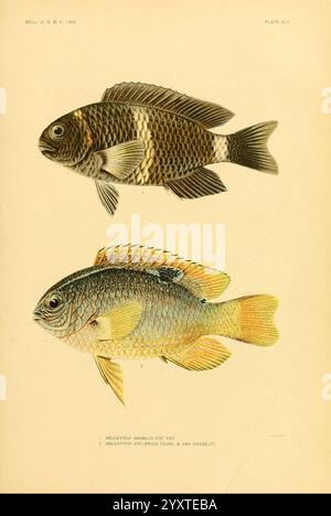 Die, Fische, von, Samoa, Washington, Regierung, Druck, aus, 1906, Fische, Ozeanien, Samoan, Inseln, Chrysiptera, Biocellata, Chrysiptera, brownriggii, diese Illustration zeigt zwei unterschiedliche Fischarten, die jeweils durch ihre einzigartigen Farben und Muster hervorgehoben werden. Der obere Fisch verfügt über einen überwiegend dunklen Körper mit komplizierten Schuppendetails und helleren Akzenten, die eine auffällige Präsenz zeigen. Der untere Fisch präsentiert eine lebendige Palette mit einem Farbverlauf von Gelb bis Blau, der durch zarte Flossenstrukturen unterstrichen wird, die seine anmutige Form hervorheben. Beide Fische sind mit Witz dargestellt Stockfoto