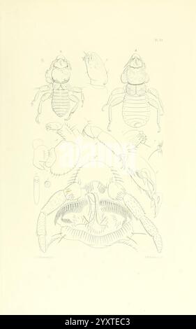 Thesaurus entomologicus Oxoniensis Oxford bei der Clarendon Press 1874 Insektenidentifikation Entomologie-Klassifizierung zeigt die Abbildung eine detaillierte wissenschaftliche Darstellung verschiedener Insektenproben, die ihre anatomischen Strukturen zeigen. Oben werden verschiedene Ansichten von Insekten präsentiert, die ihre charakteristischen Kopf- und Körpermerkmale betonen. Im Folgenden werden die Anatomie dieser Kreaturen, einschließlich Beinen und Flügeln, durch weitere Details hervorgehoben. Das Layout ist so organisiert, dass es ein umfassendes Verständnis der Morphologie bietet und das Studium der Entomologie unterstützt. Diese Abbildung dient als e Stockfoto