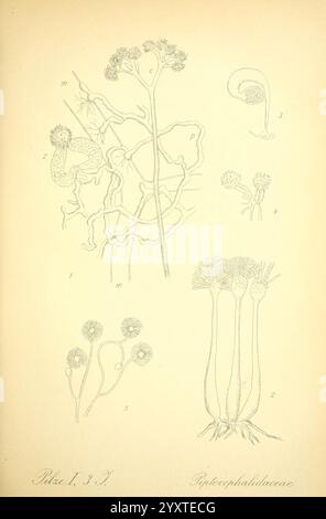 Prof. Dr. Thome's Flora von Deutschland, Österreich und der Schweiz, in Wort und Bild, für Schule und Haus, mit Tafeln von Walter Müller. Gera-Untermhaus, F.E. Kohler, 1886-1934. Österreich, Botanik, Cryptogamia, Cryptogams, Floras, Deutschland, Pflanzen, Schweiz Pilze, die Abbildung zeigt eine botanische Studie mit detaillierten Skizzen verschiedener Stadien des Pflanzenwachstums und der Struktur. Im Zentrum der Komposition stehen aufwändig gezogene Pflanzen, die sich durch ihre verzweigten Formen und ihre unverwechselbaren Blütenköpfe auszeichnen. Das Kunstwerk hebt mehrere einzigartige Elemente hervor, darunter Wurzelsysteme, die verschiedene Elemente aufweisen Stockfoto