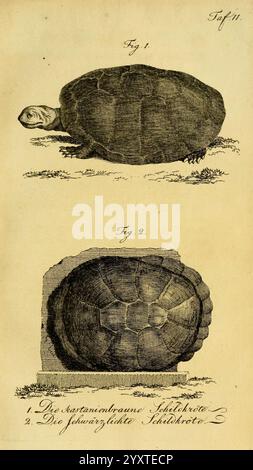 Herr de la Cepede's Naturgeschichte der Amphibien Weimar, Verlage des Industrie-Comptoir's, 1800-1802. Amphibien, Reptilien, die Illustration zeigt zwei verschiedene Studien einer Schildkröte, gekennzeichnet als ''Abb. 1'' und ''Abb. 2''. Die erste Abbildung zeigt eine Seitenansicht des Kopfes und der Schale der Schildkröte und zeigt ihre abgerundete Form und ihre besonderen Merkmale. Die zweite Abbildung bietet eine Top-down-Perspektive, die die komplizierten Muster und die Textur der Schale hervorhebt. Unter den Abbildungen sind die Schilder als „die kastanienbraune Schildkröte“ und „die schwarz“ gekennzeichnet Stockfoto