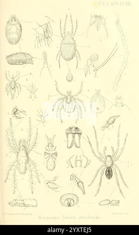 Proceedings of the Zoological Society of London, London, Academic Press, 1833-1965. Dierkunde, Zeitschriften, Zoologie, Eine detaillierte wissenschaftliche Illustration, die verschiedene Arten von Arachniden von Kerguelen Island zeigt. Die Komposition besteht aus mehreren beschrifteten Figuren, die jeweils verschiedene Arten von Spinnen und Milben darstellen, zusammen mit anatomischen Merkmalen wie Beinen, Körpersegmenten und Fütterungsstrukturen. Die Nummern entsprechen bestimmten Proben, was eine eindeutige Referenz für die Identifizierung darstellt. Die komplizierten Details verdeutlichen die einzigartigen Merkmale jeder Art, CON Stockfoto