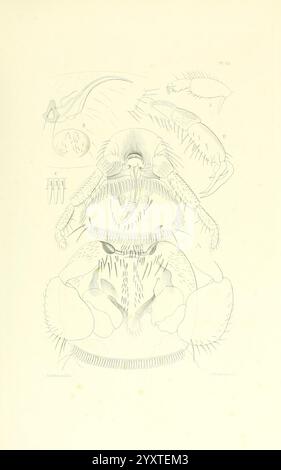 Thesaurus entomologicus Oxoniensis, Oxford, bei der Clarendon Press, 1874, Insekten, Identifizierung, Entomologie, Klassifizierung., Eine detaillierte wissenschaftliche Illustration, die die Anatomie eines Exemplars zeigt, wahrscheinlich eines Insekts oder einer Arachnide. Die Zusammensetzung enthält mehrere beschriftete Abschnitte, die jeweils unterschiedliche Merkmale hervorheben. Hervorstechende Elemente sind der Kopf mit markanten Mundteilen, der Thorax und der Bauch sowie verschiedene Anhängsel. Um die mittlere Figur herum befinden sich kleinere Diagramme, die zusätzliche Ansichten und anatomische Details wie Beine und sensorische Strukturen bieten, die die Innenseite betonen Stockfoto