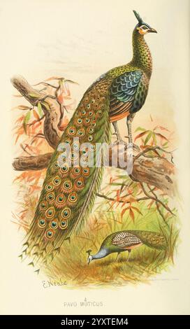 Indian Sporting Birds London Francis Edwards 1915 Birds Game and Game Birds India, Eine lebendige Darstellung eines Pfaus, der elegant auf einem Zweig thront und sein prächtiges, schillerndes Gefieder mit auffälligen Mustern zeigt. Unten ist ein kleinerer Pfauz abgebildet, der inmitten von zartem Laub auf Nahrungssuche ist. Die Kulisse bietet üppiges Grün, unterstrichen von Herbstlaub und schafft eine ruhige natürliche Umgebung. Die Signatur des Künstlers erscheint neben dem wissenschaftlichen Namen „Pavo muticus“, der die komplizierten Details der Vögel und ihres Lebensraums hervorhebt. Stockfoto