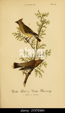 Bericht über die Vögel von Pennsylvania. Harrisburg, E. K. Meyers, Staatsdrucker, 1888. Birds, Pennsylvania, Zedernholz, Wachsflügel, Bombycilla cedrorum, eine detaillierte Abbildung zeigt zwei Zedernholzschwänze, die auf einem mit zartem Laub geschmückten Zweig thronen. Das Stück hebt die Unterschiede zwischen männlichen und weiblichen Arten hervor. Das Männchen, das sich durch seine markanten Merkmale und lebhaften Markierungen auszeichnet, sitzt deutlich oben auf dem Ast, während das Weibchen, etwas gedämpfter in der Farbe, darunter positioniert ist. Beide Vögel zeigen die für ihre Art typischen eleganten, stromlinienförmigen Formen, die ihre Anmut zum Ausdruck bringen Stockfoto