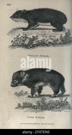 Allgemein, Zoologie, systematisch, natürlich, Geschichte, London, gedruckt, für G, Kearsley, 1800-1826, Bildmaterial, Werke, Zoologie, Hyrax. die Illustration zeigt zwei Arten von Hyraxen, insbesondere den syrischen Hyrax und den Kaphyrax. Der obere Teil zeigt den syrischen Hyrax, der im Profil dargestellt ist und seinen langgestreckten Körper, seine kurzen Gliedmaßen und seine charakteristischen Gesichtszüge hervorhebt. Darunter ist der Kaphyrax abgebildet, der eine kompaktere Form mit einem abgerundeten Körper und einer kürzeren Schnauze präsentiert. Beide Arten sind von einer kargen natürlichen Umgebung umgeben, die möglicherweise auf ihre Lebensräume hinweist. Sie sind sehr fein Stockfoto