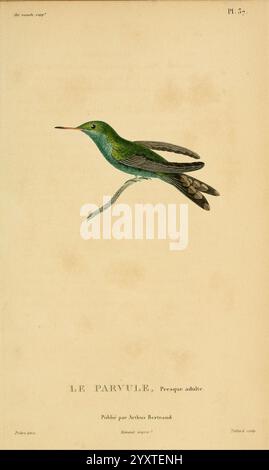 Histoire naturelle des colibris, Paris, Arthus Bertrand, 1830-1832. Kolibri, Pictorial Works, eine kunstvoll illustrierte Darstellung eines kleinen Kolibri, die sein lebendiges Gefieder und seine zarten Merkmale zeigt. Der Vogel wird in der Mitte des Fluges gefangen, mit ausgestreckten Flügeln und aufgefächertem Schwanz, was seine Beweglichkeit unterstreicht. Sie wird als Le Paryule bezeichnet, was ihren Artennamen angibt, und die Abbildung wird Aëlius Bertrand zugeschrieben, was auf einen historischen Kontext hindeutet. Die detailreiche Darstellung hebt die schillernden Federn und den schlanken Körper des Kolibri hervor und spiegelt die Aufmerksamkeit des Künstlers auf beide wider Stockfoto