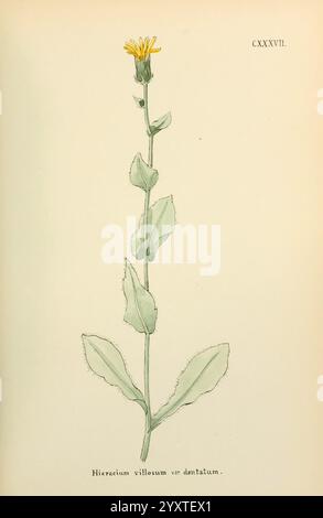 Blumen, Engadine, Winchester, Gedruckt, Autor Warren, Sohn, 1891, Engadine, Blumen, Bilder, Werke, Pflanzen, Schweiz, Eine botanische Illustration, die eine Pflanze darstellt, die als Hieracium villosum var. identifiziert wird. Das Dentatum. Das Kunstwerk zeigt einen schlanken, aufrechten Stiel mit langen Blättern, die eine unscharfe Textur aufweisen. Die Pflanze gipfelt in einer Gruppe von hellgelben Blüten mit einem charakteristischen, zerlumpten Aussehen. Die Blätter sind grün mit ausgeprägten Adern und gezackten Kanten, was zur natürlichen Ästhetik des Exemplars beiträgt. Unter der Abbildung ist der wissenschaftliche Name Inscr Stockfoto