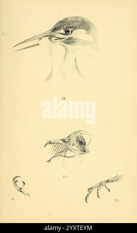 Farbig, Illustrationen, von, Britisch, Vögel, und ihre Eier, London, G.W. Nickisson, 1842-1850, Birds, Verzeichnisse, England, Großbritannien, London, Bild, Werke, Präparatoren, Vogel, anatomisch zeigt die Abbildung ein detailliertes Seitenprofil eines Vogelkopfes, das seinen Schnabel und seine charakteristischen Merkmale zeigt. Unten zeigt eine anatomische Darstellung des Schädels des Vogels die Feinheiten seiner Struktur. Begleitend dazu sind Abbildungen einer Vogelkralle und eine Nahaufnahme ihres Fußes, die die Anpassungen betonen, die ihr Überleben unterstützen. Jede Komponente ist nummeriert, was eine Studie oder einen Leitfaden vorschlägt. Stockfoto