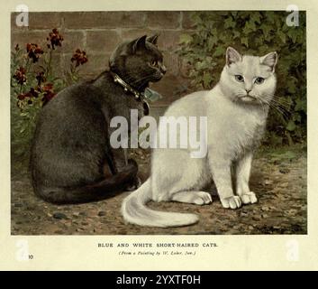 Das Buch der Katze London, Cassell and Company, Limited, 1903. Cats, Felis catus, William Luker Jr, hist Sci Art, HSA, ein Paar Katzen sitzt nebeneinander in einer ruhigen Umgebung im Freien. Die erste Katze mit einem schlanken schwarzen Fell trägt einen Kragen mit Glocke, der ihr bewusstes und wachsames Verhalten zum Ausdruck bringt. Daneben sitzt eine auffällige weiße Katze mit schimmerndem Fell, die mit ihren hellen Augen auf einem unsichtbaren Objekt fixiert ist. Beide Katzen versprühen ein Gefühl der Gemeinschaft, umgeben von einer Kulisse aus üppigem Grün und zarten Blumen, die eine ruhige Atmosphäre schaffen. Die Szene fängt die einzigartigen Persönlichkeiten dieser TW ein Stockfoto