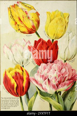 Katalog der Herbstzwiebeln, Samen und Kleinpflanzen, Boston, Mass, W. W. W. Rawson & Co, 1900, Boston, Bulben, Pflanzen, Kataloge, Blumen, Obst, Gartenarbeit, Massachusetts, Gärtnereien, Gartenbau, Baumschulen, Saatgutindustrie und -Handel, Seeds, W. W. Rawson & Co, Garden Stories, Papageientulpe, Murillo Tulip, La reine Tulip, Pote Baker White Tulpe, Pote Baker Scarlet Tulpe, Yellow Prince Tulpe, Keizer Kroon Tulpe, In Bloom, Tulipa, ein lebhaftes Tulpensortiment mit sieben verschiedenen Sorten, jede elegant mit ihren Namen neben ihnen. Die Kollektion umfasst den markanten Parro Stockfoto