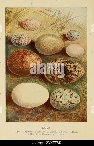 Vogelnester, Eier, Eiersammeln, 1896, Vögel, Eggs, Großbritannien, Nester, Eine Sammlung verschiedener Vogeleier, die ästhetisch angeordnet sind, mit verschiedenen Mustern und Farben. Die Eier sind mit Zahlen gekennzeichnet, die verschiedenen Spezies entsprechen, einschließlich Jay, Sparrow, Jackdaw, Gans, Kestrel, Robin und andere. Die Umgebung wirkt natürlich, mit Andeutungen von Gras und Erde, die die visuelle Attraktivität dieser ornithologischen Exemplare verstärken. Jedes Ei weist einzigartige Sprenkel und Formen auf, die die Besonderheiten verschiedener Vogelarten veranschaulichen. Stockfoto